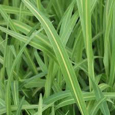 Attēlu rezultāti vaicājumam “Milium effusum leaf”