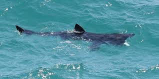 Image result for Cetorhinus maximus