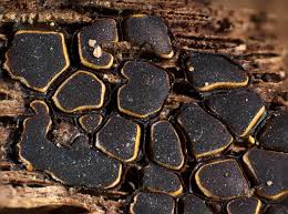 Attēlu rezultāti vaicājumam “Perichaena corticalis”