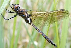 Attēlu rezultāti vaicājumam “Cordulidae”