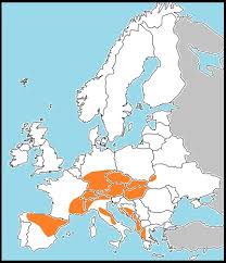 Attēlu rezultāti vaicājumam “Agrodiaetus damon underside”