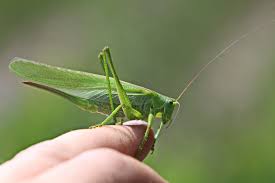 Attēlu rezultāti vaicājumam “Tettigoniodea”