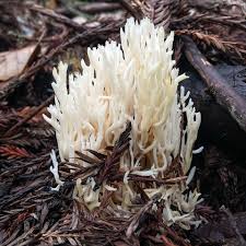 Attēlu rezultāti vaicājumam “Ramariopsis crocea”