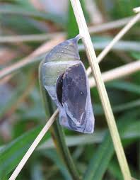 Attēlu rezultāti vaicājumam “Lopinga achine”