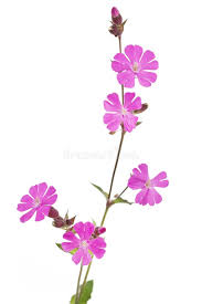 Attēlu rezultāti vaicājumam “Silene dioica flower”
