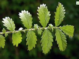 Attēlu rezultāti vaicājumam “Agrimonia eupatoria leaf”