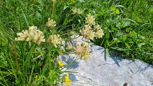 Image result for Anthyllis vulneraria