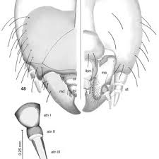 Attēlu rezultāti vaicājumam “Bolitophagus reticulatus imago”
