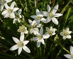 Attēlu rezultāti vaicājumam “Ornithogalum umbellatum”