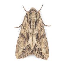 Attēlu rezultāti vaicājumam “Apamea monoglypha”