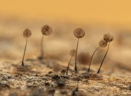 Attēlu rezultāti vaicājumam “Comatricha ellae”