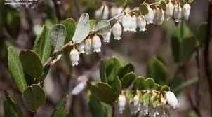 Attēlu rezultāti vaicājumam “Chamaedaphne calyculata leaf”