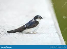 Attēlu rezultāti vaicājumam “Delichon urbicum juvenile”