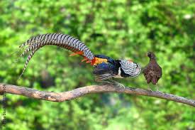 Image result for Chrysolophus amherstiae