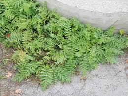 Attēlu rezultāti vaicājumam “Tanacetum vulgare leaf”