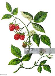 Attēlu rezultāti vaicājumam “Rubus idaeus leaf”