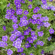 Image result for Nierembergia