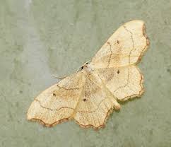 Attēlu rezultāti vaicājumam “Idaea emarginata”