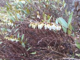 Attēlu rezultāti vaicājumam “Chamaedaphne calyculata flower”