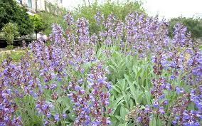 Image result for Salbei