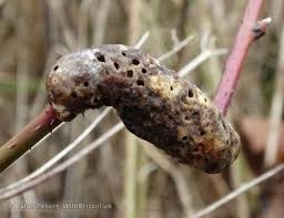 Attēlu rezultāti vaicājumam “Diastrophus rubi”