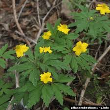 Attēlu rezultāti vaicājumam “Anemone ranunculoides flower”