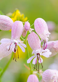 Attēlu rezultāti vaicājumam “Silene otites fruit”