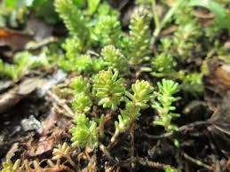 Attēlu rezultāti vaicājumam “Sedum sexangulare”