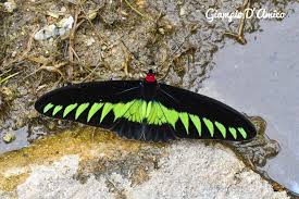 Attēlu rezultāti vaicājumam “Blattoptera”