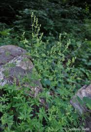 Attēlu rezultāti vaicājumam “Galium schultesii”