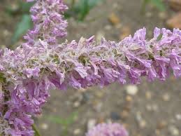 Attēlu rezultāti vaicājumam “Plumbaginaceae”