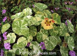Image result for Tropaeolum majus
