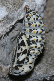 Attēlu rezultāti vaicājumam “Euphydryas maturna pupa”