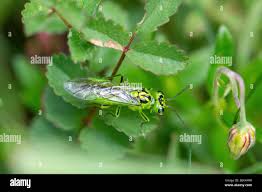 Attēlu rezultāti vaicājumam “Rhogogaster viridis”