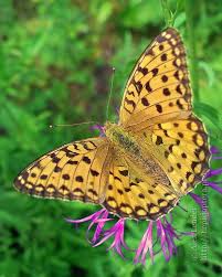 Attēlu rezultāti vaicājumam “Argynnis laodice underside”