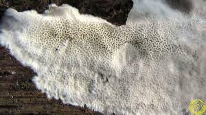 Attēlu rezultāti vaicājumam “Trechispora mollusca”