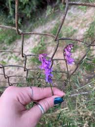 Attēlu rezultāti vaicājumam “Vicia”