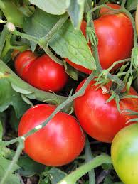 Afbeeldingsresultaat voor kosmonaut volkov 68D tomato