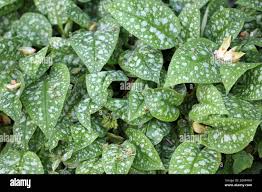 Attēlu rezultāti vaicājumam “Pulmonaria angustifolia leaf”