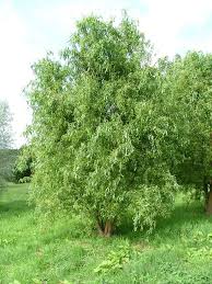 Attēlu rezultāti vaicājumam “Salix x sepulcralis”