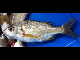 Image result for Pomadasys incisus