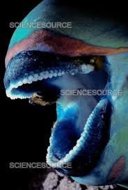 Image result for Scarus ferrugineus