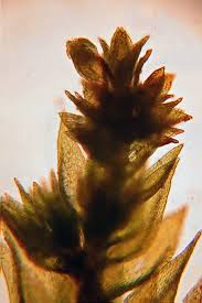 Attēlu rezultāti vaicājumam “Platygyrium repens”