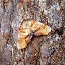Attēlu rezultāti vaicājumam “Plagodis dolabraria”