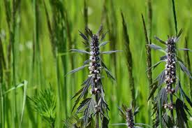 Attēlu rezultāti vaicājumam “Leonurus quinquelobatus leaf”