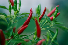 Afbeeldingsresultaat voor thai bird pepper hot pepper