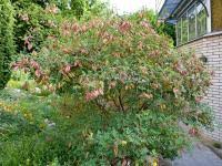 Image result for Colutea arborescens