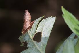 Attēlu rezultāti vaicājumam “Parornix anglicella”