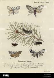 Attēlu rezultāti vaicājumam “Lymantria monacha pupa”