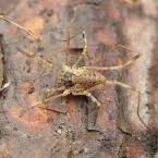 Attēlu rezultāti vaicājumam “Lophopilio palpinalis”